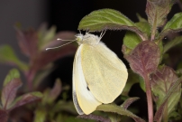 La Piride du chou. Une femelle (Lpidoptre - Pieridae - Pieris brassicae)